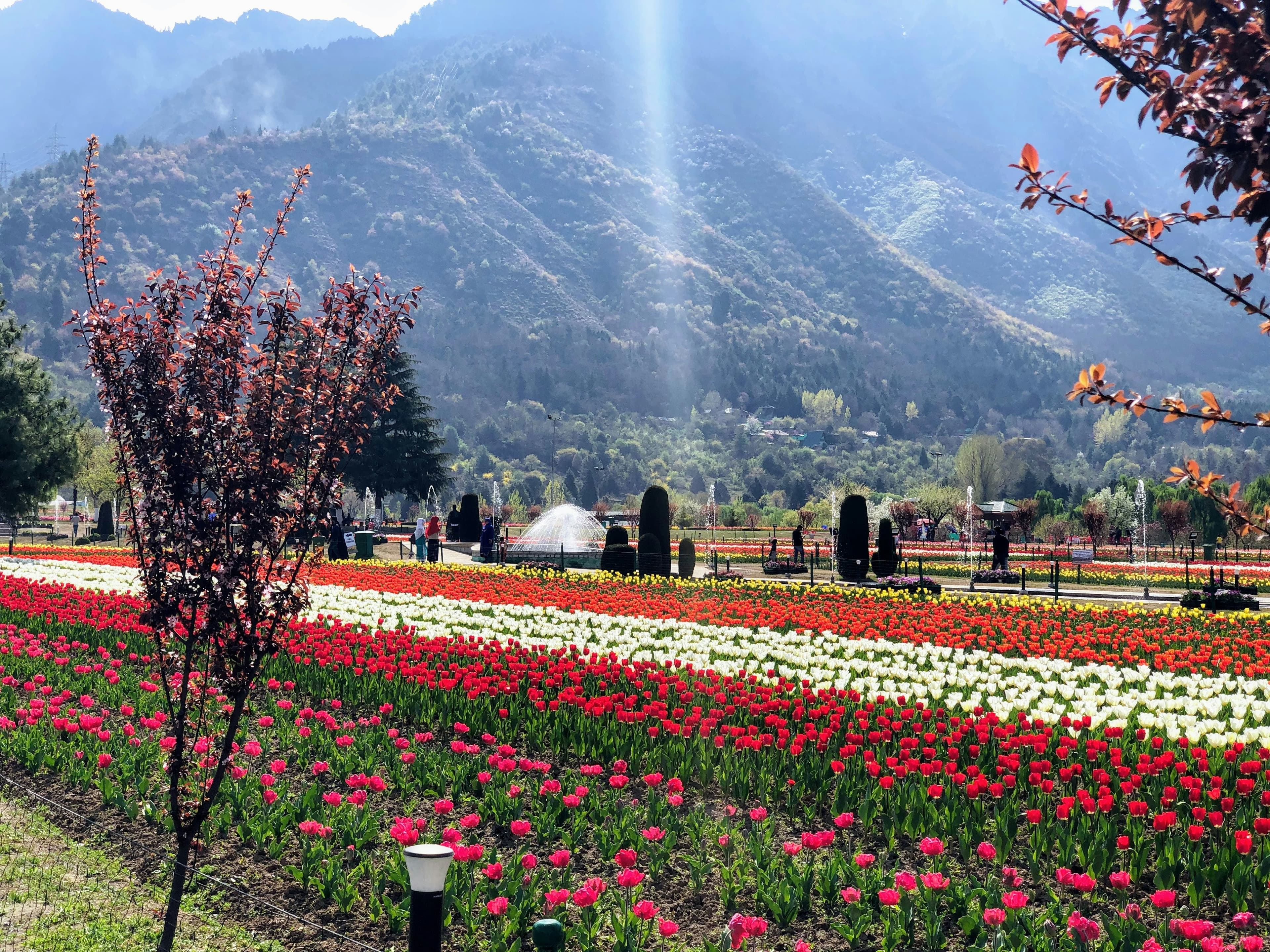 Tulip Garden, Srinagar